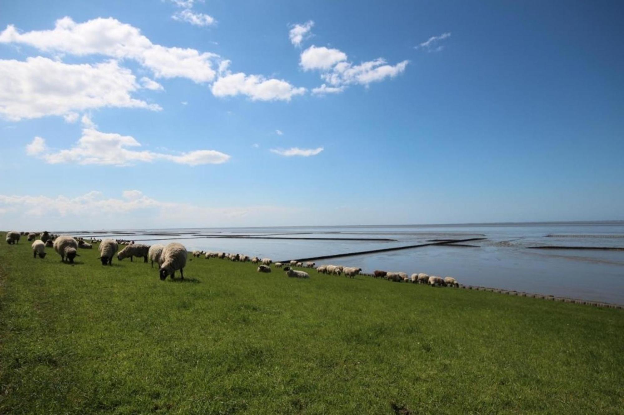 Kleine Nordseewelle Ohne Hund Norden Eksteriør bilde